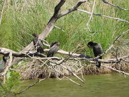 Image of Little Black Cormorant