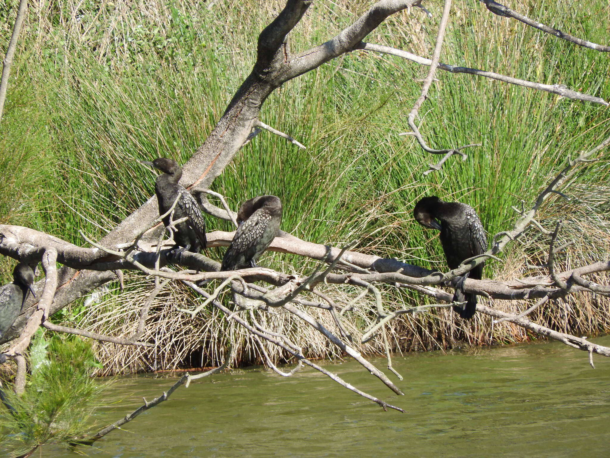 Image of Little Black Cormorant