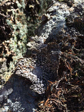 Image of Common toadskin lichen