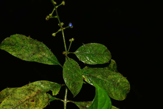 Palicourea caerulea (Ruiz & Pav.) Schult. resmi