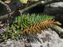 Image of Paragymnopteris marantae subsp. subcordata (Cav.)