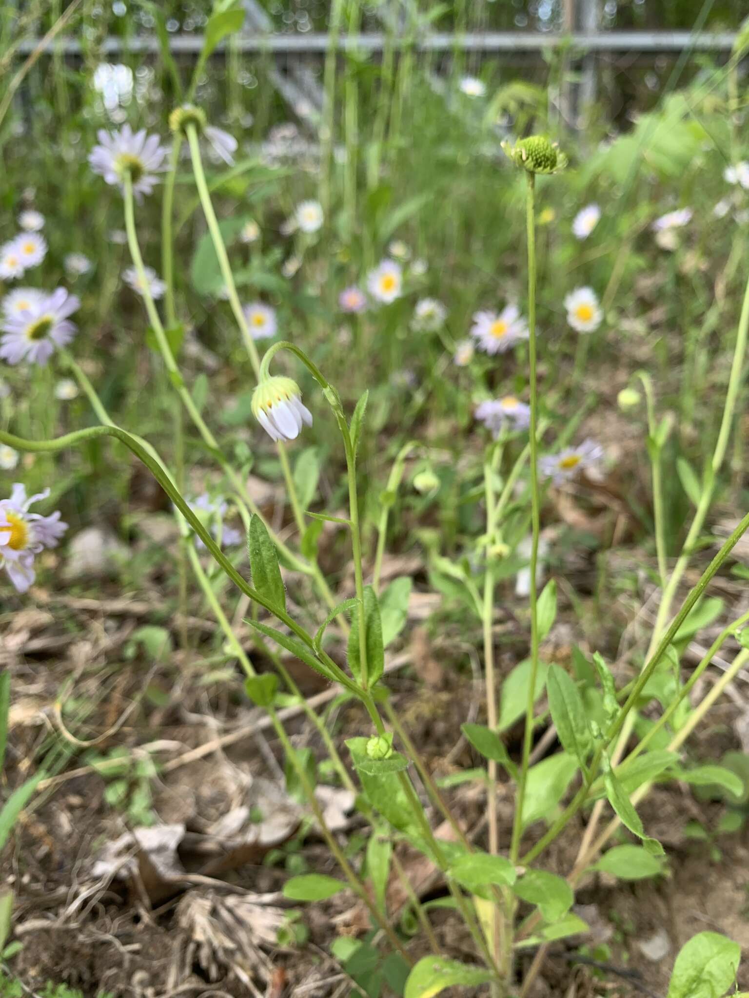 Image of western daisy