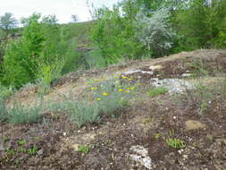 Image of Achillea leptophylla Bieb.