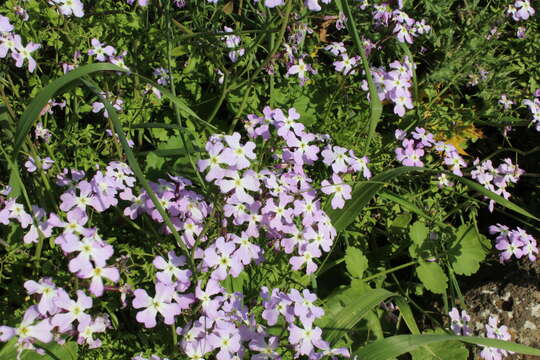 Image of Ricotia lunaria (L.) DC.