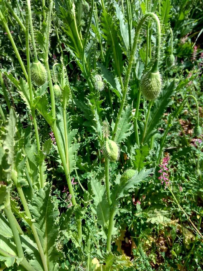 Imagem de Papaver setigerum DC.