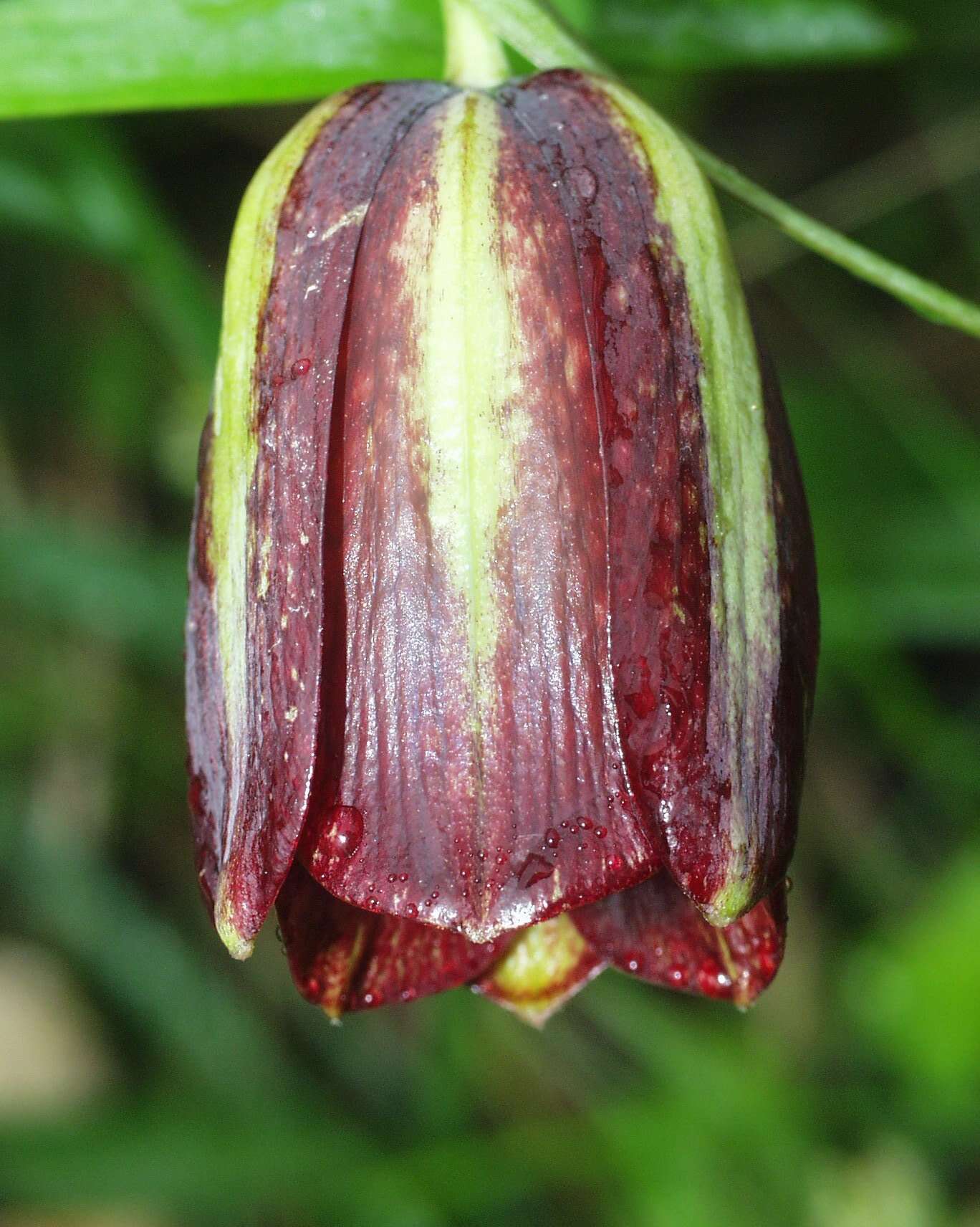 Image of Fritillaria oranensis Pomel