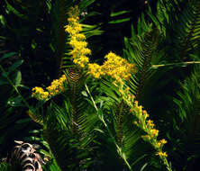 Image of California goldenrod