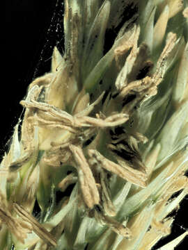 Image of Pacific reedgrass