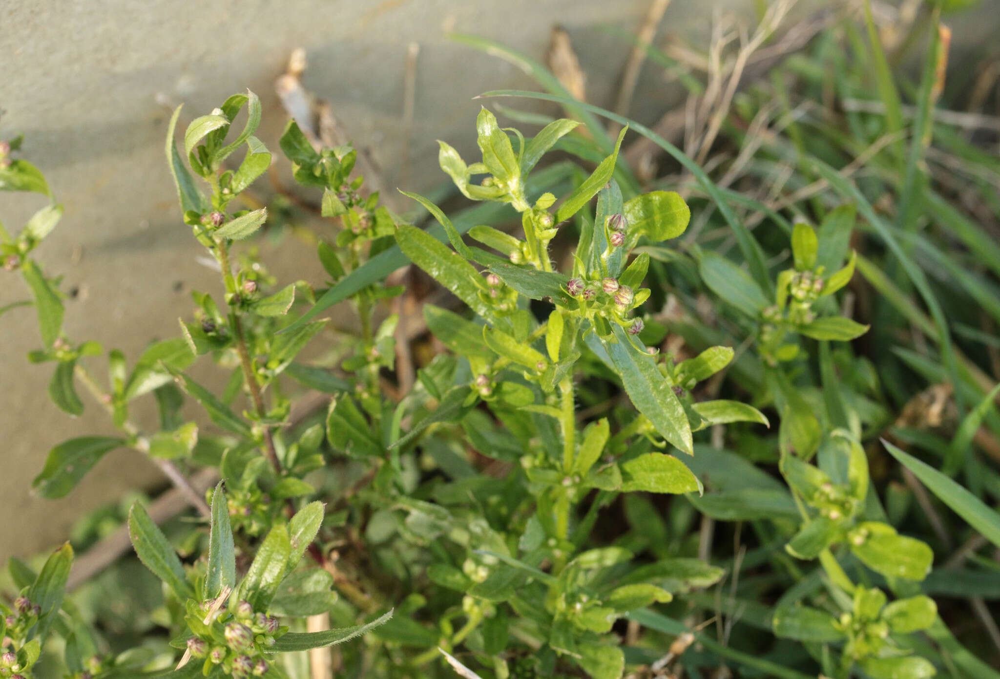 Image of Erigeron floribundus (Kunth) Sch. Bip.