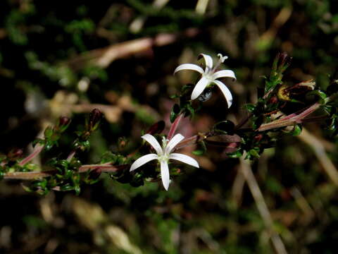 صورة Wahlenbergia tenella (L. fil.) Lammers