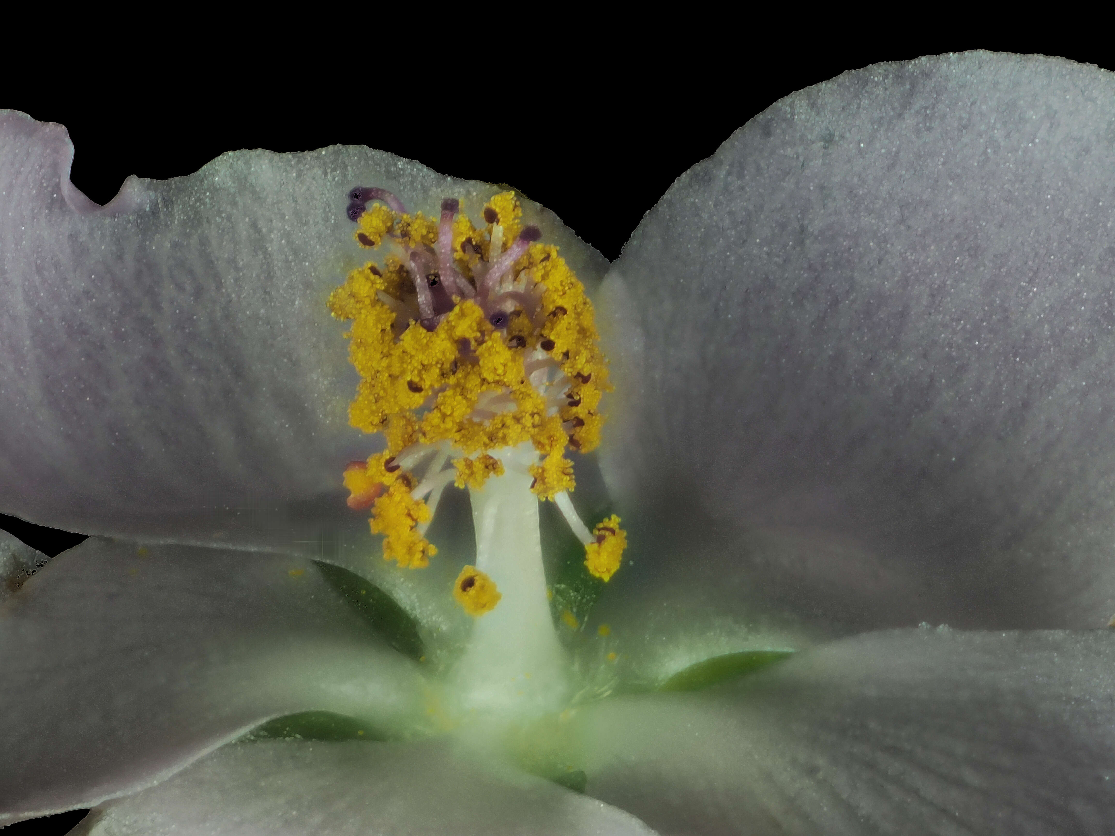 Image of bushmallow