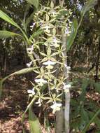 Image of Mr. Stamford’s Epidendrum