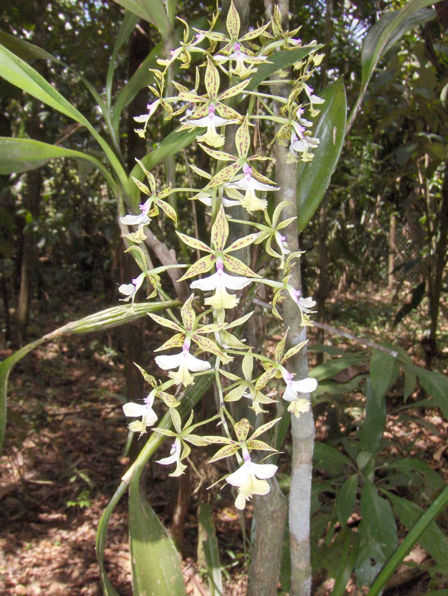 Image of Mr. Stamford’s Epidendrum