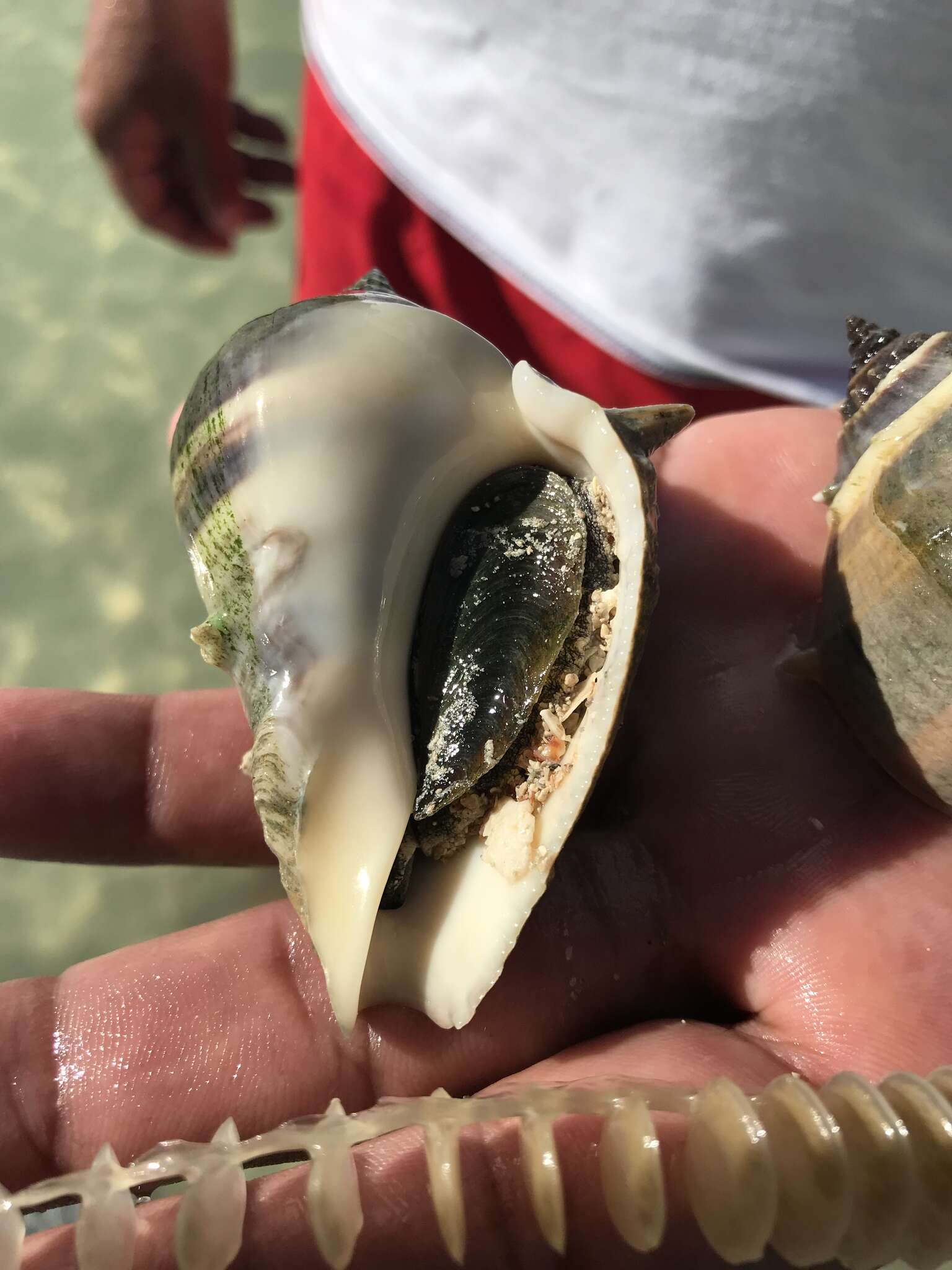 Image of West Indian crown conch