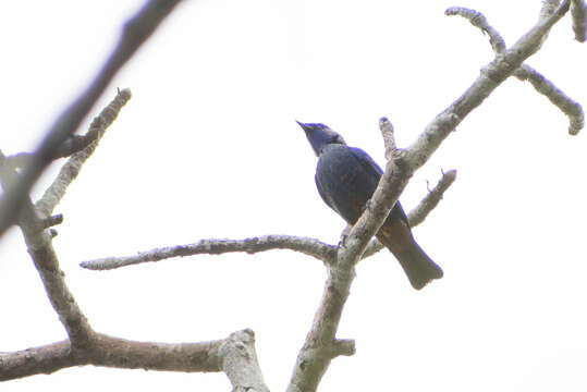 Image of Opal-rumped Tanager