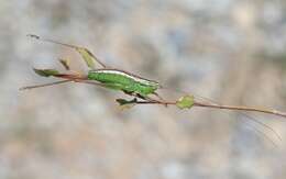 Image of Conocephalus (Anisoptera) bilineatus (Erichson 1842)