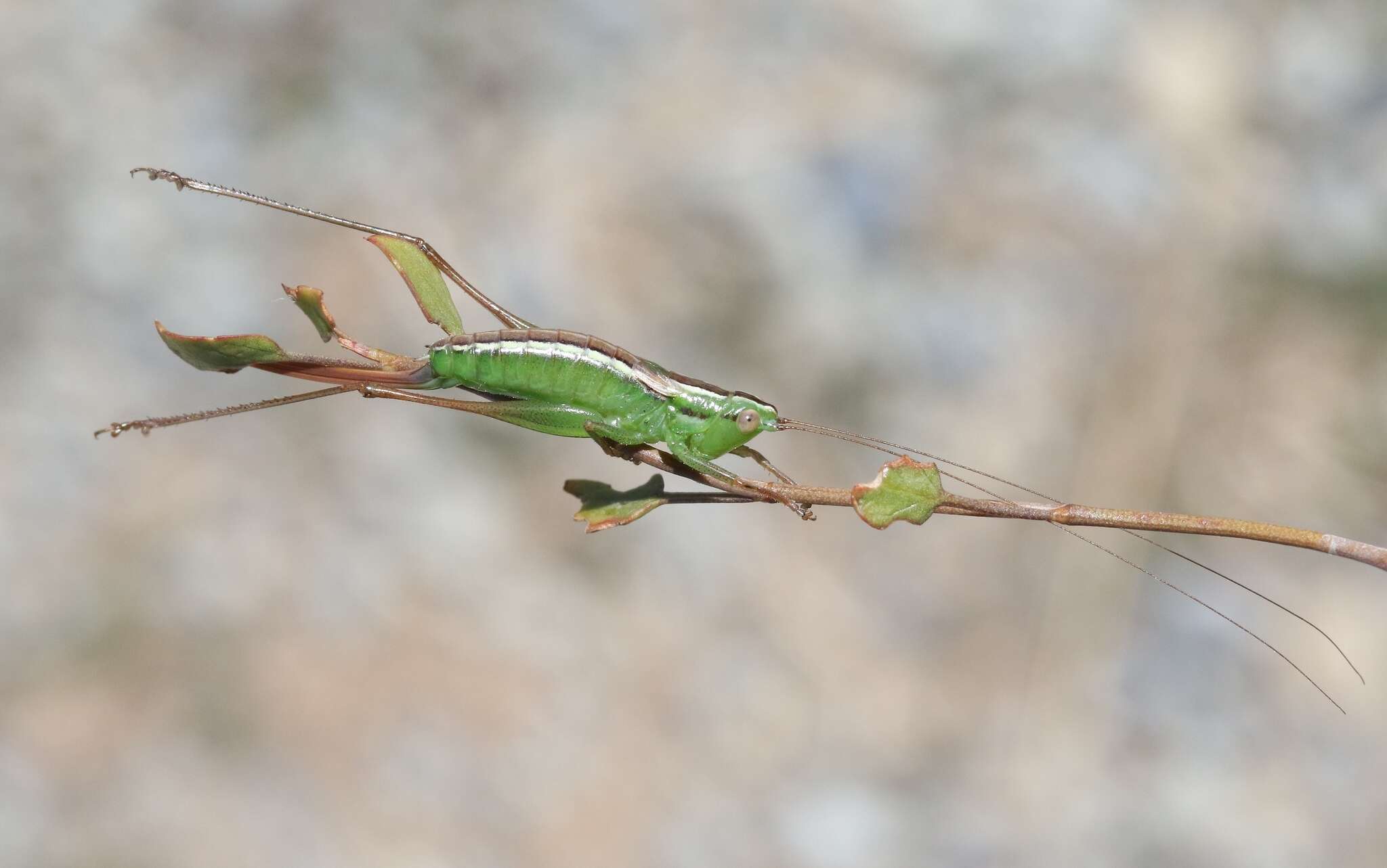 Image of Conocephalus (Anisoptera) bilineatus (Erichson 1842)