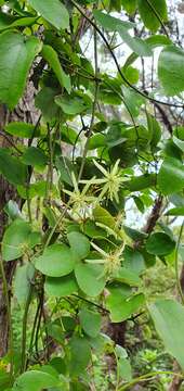 Image of Clematis parviflora A. Cunn.