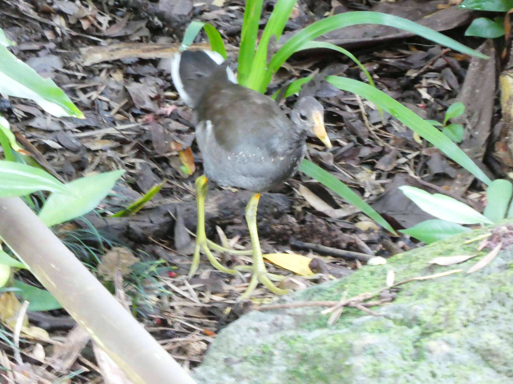 Image of Hawaiian Gallinule