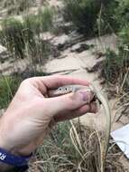 Image of Aspidoscelis marmoratus (Baird & Girard 1852)