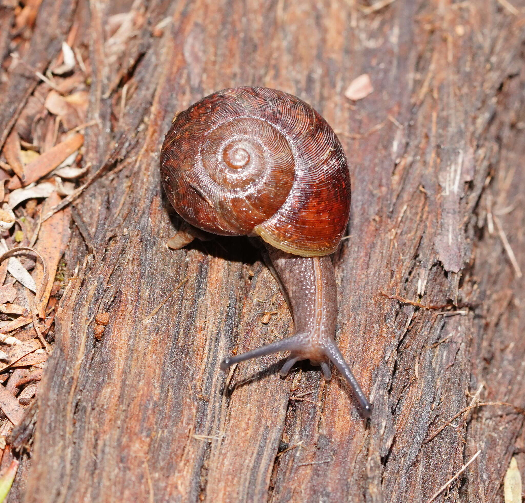 صورة Austrorhytida glaciamans (Iredale 1938)