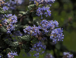 Image of Santa Barbara ceanothus