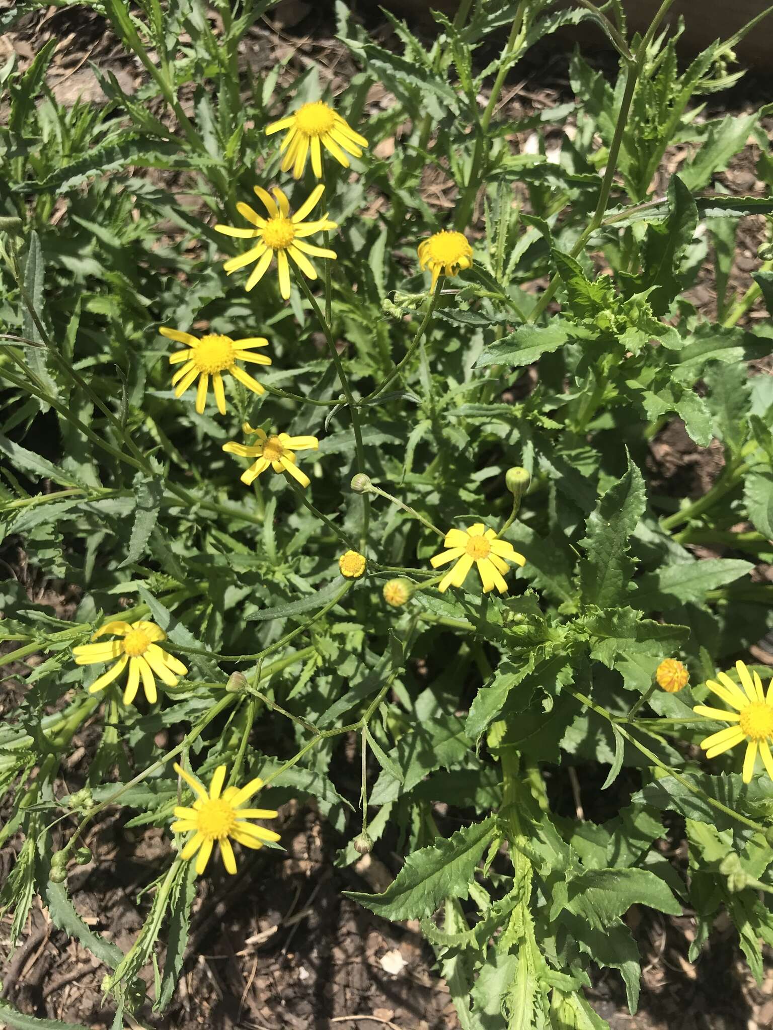 Image of Huachuca Mountain ragwort