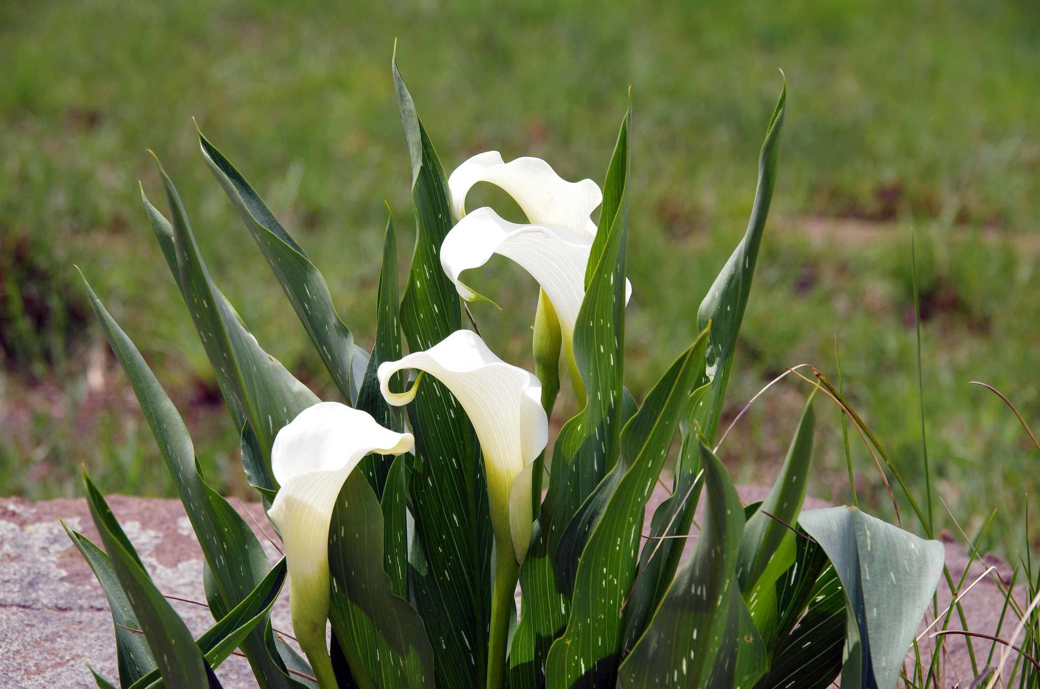 Image of Spotted-leaved arum lily