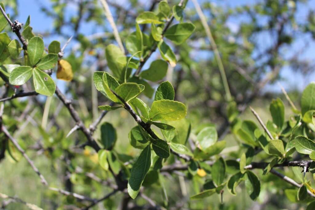 Plancia ëd Commiphora glandulosa Schinz