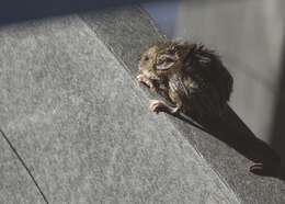 Image of Salt-marsh Harvest Mouse