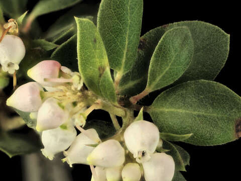 Слика од Arctostaphylos morroensis Wiesl. & Schreiber