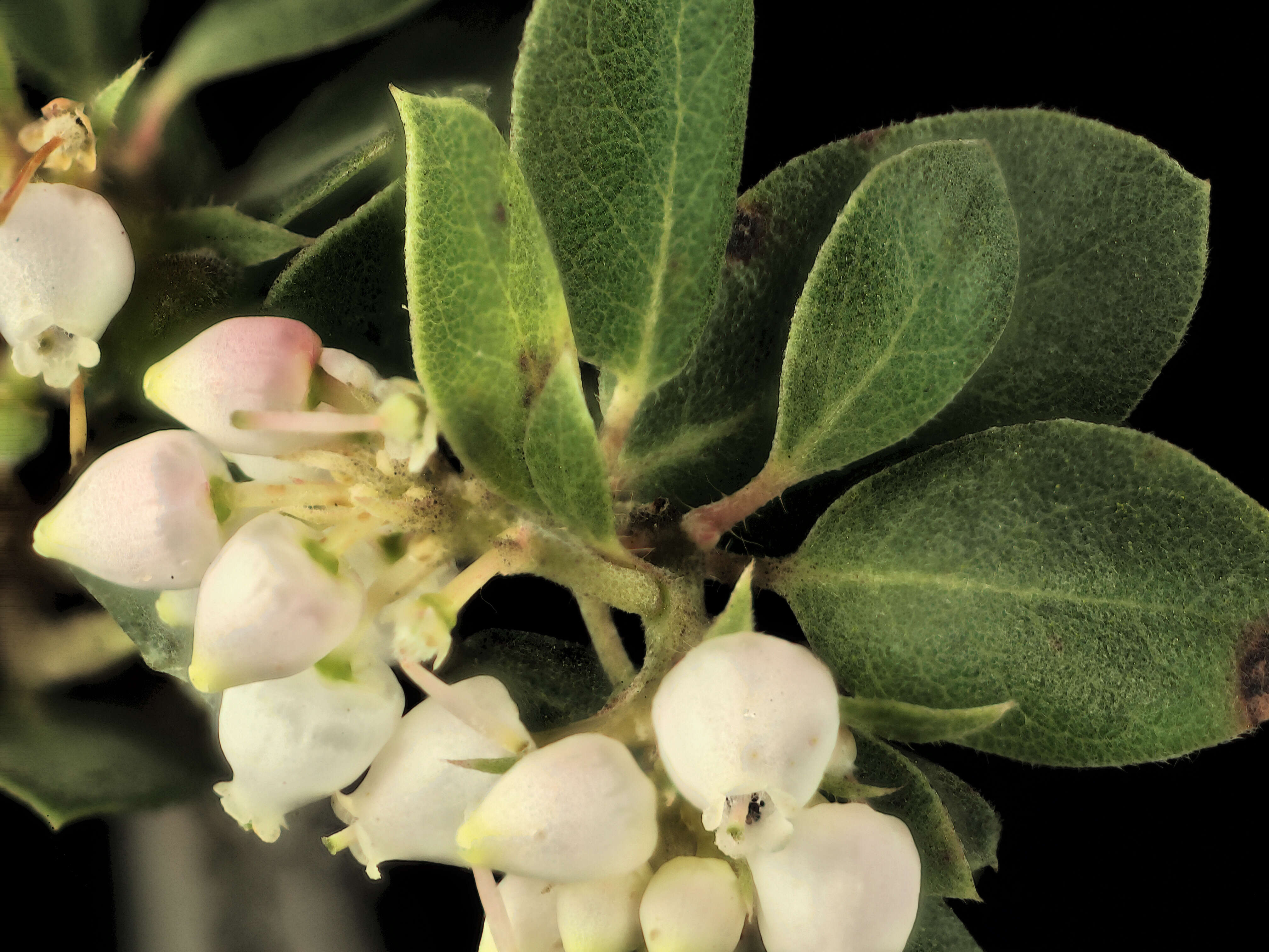 Plancia ëd Arctostaphylos morroensis Wiesl. & Schreiber