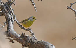 Image of Corsican Citril Finch