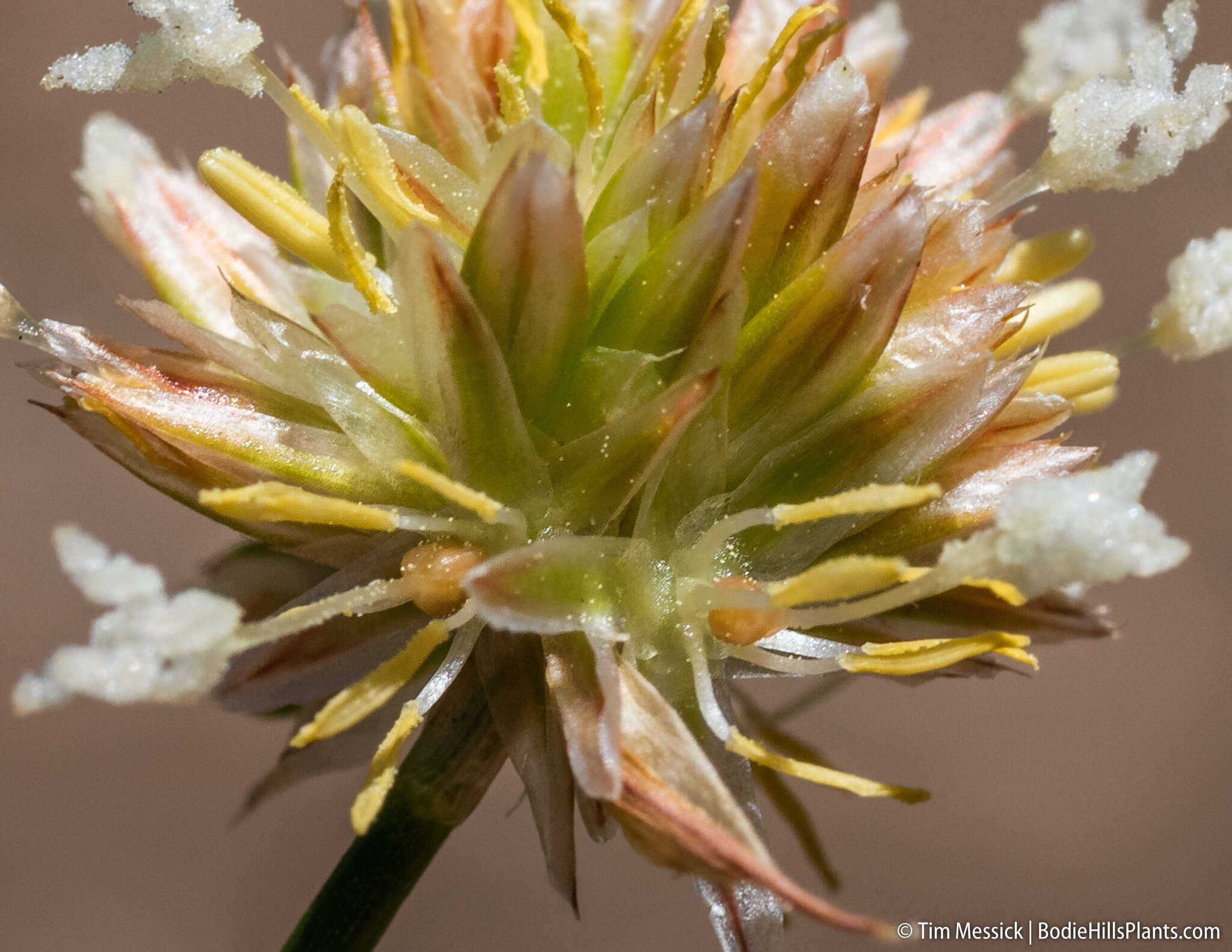 Image of Green-Head Rush