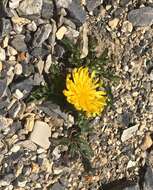 Image of Crepis terglouensis (Hacq.) A. Kerner