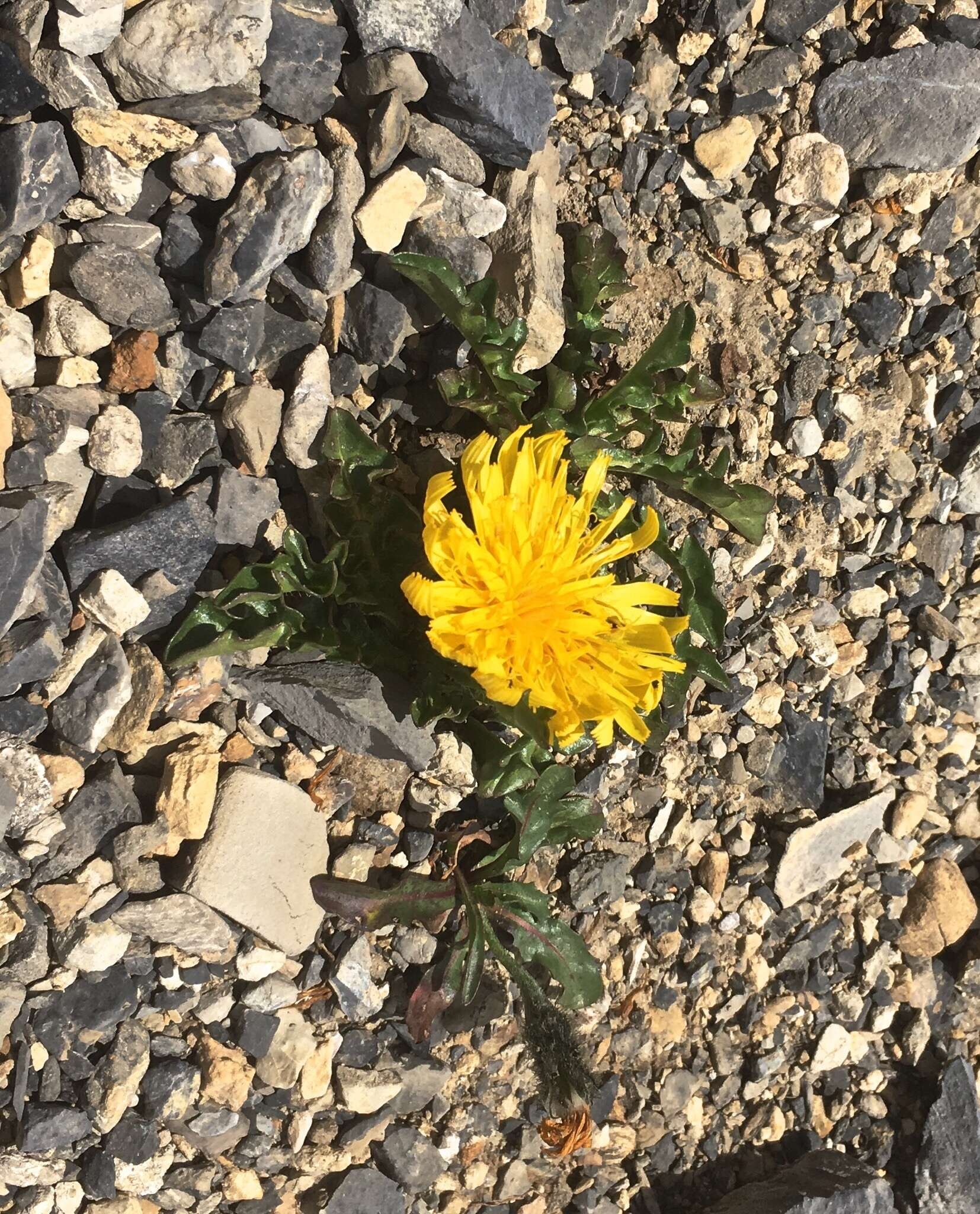 Image of Crepis terglouensis (Hacq.) A. Kerner