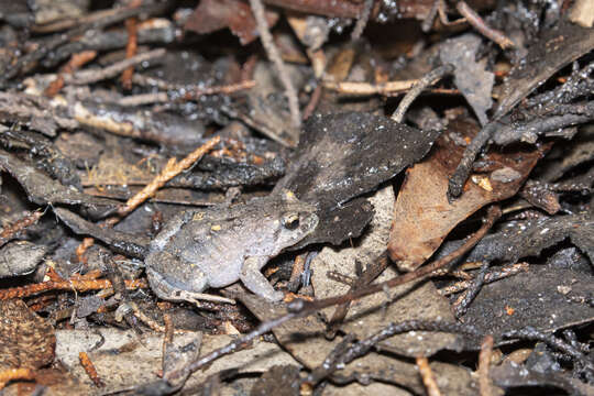 Image of Smooth Froglet