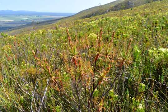 Image of Red sundew