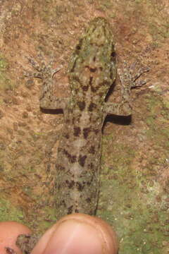 صورة Gekko kikuchii (Oshima 1912)