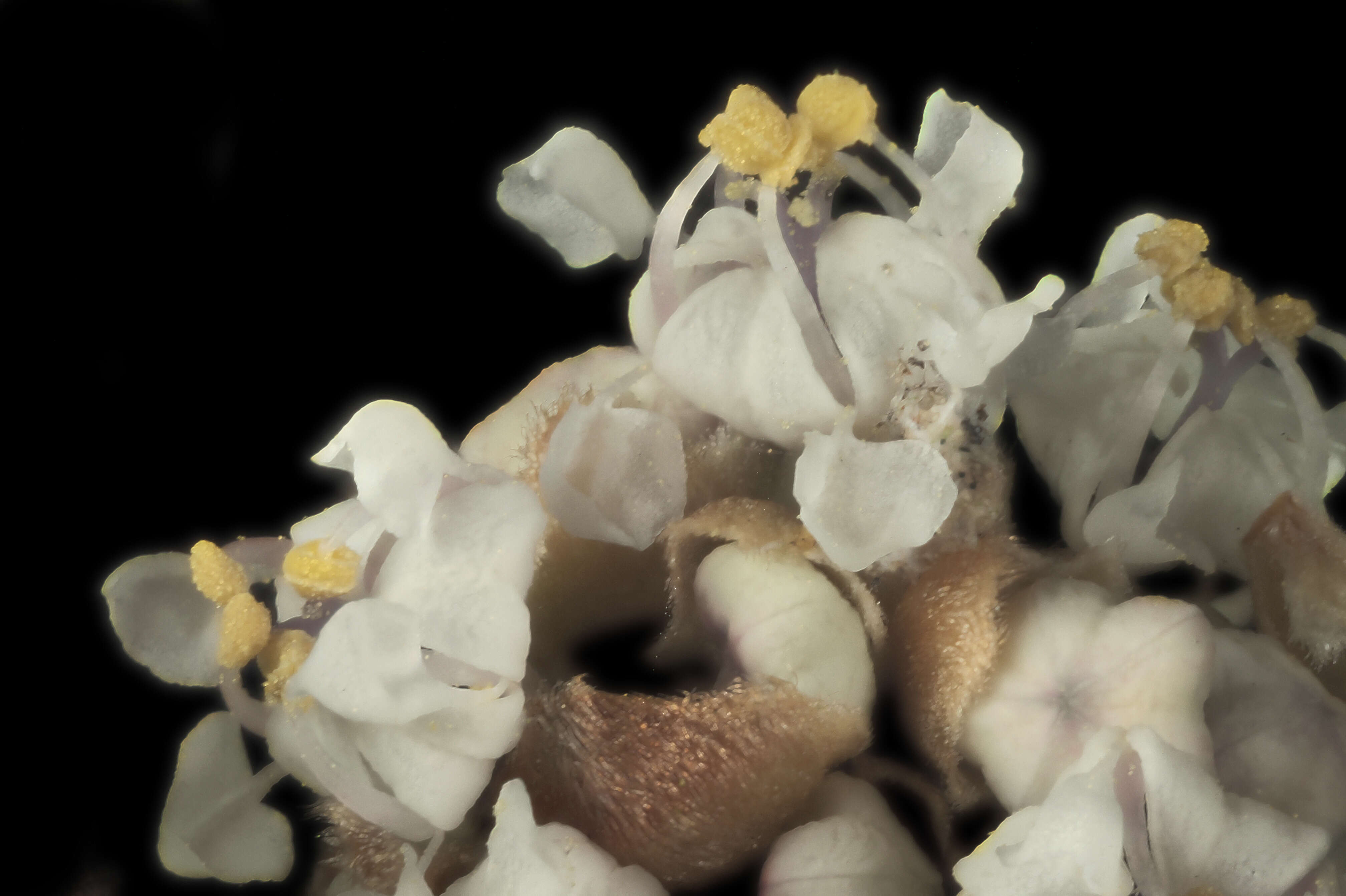 Plancia ëd Ceanothus ferrisiae Mc Minn