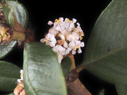 Plancia ëd Ceanothus ferrisiae Mc Minn