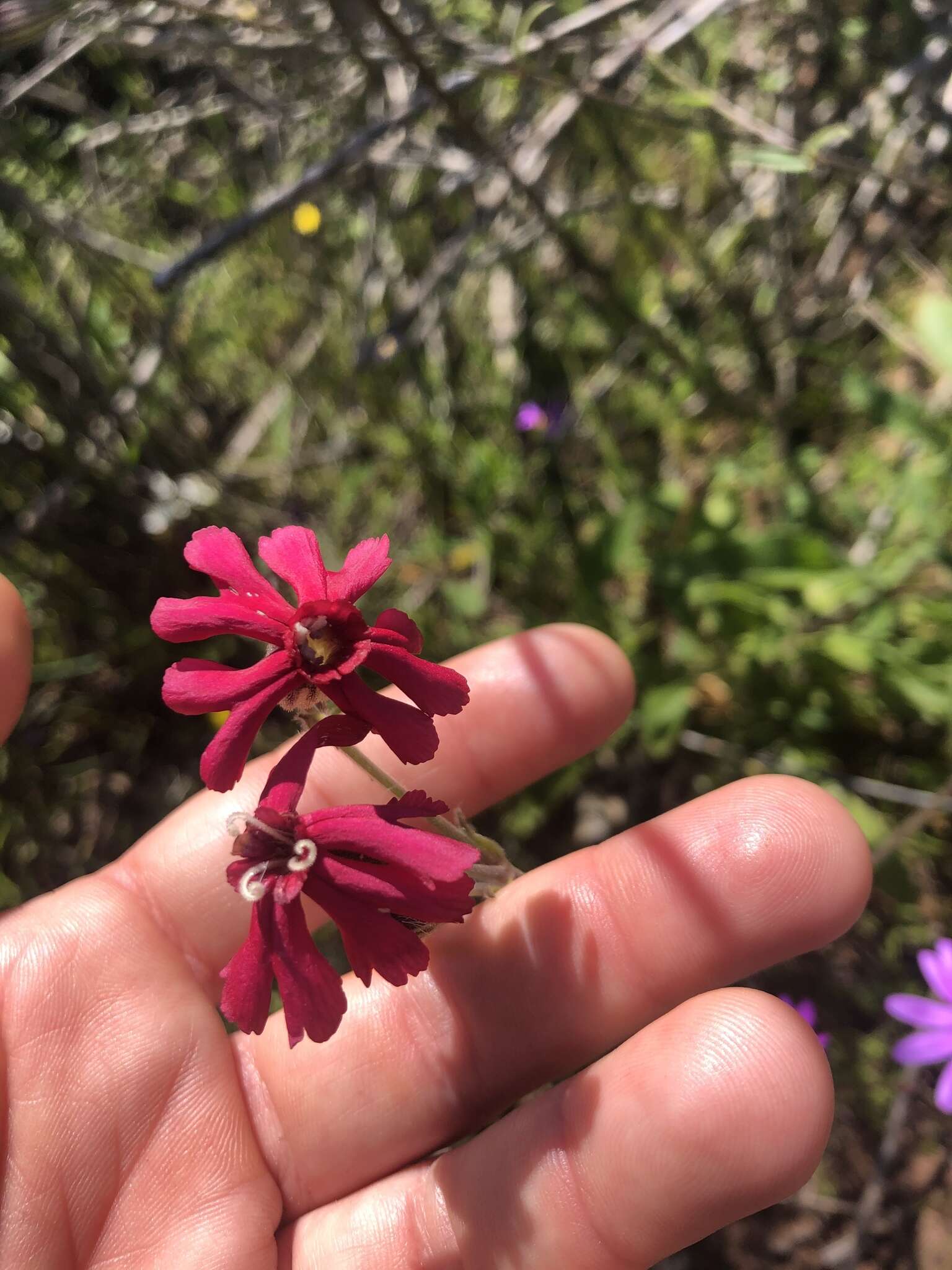 Plancia ëd Silene ornata Ait.