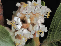 Plancia ëd Ceanothus ferrisiae Mc Minn