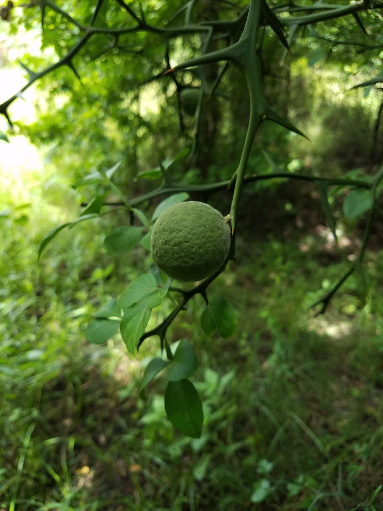 Image of hardy orange