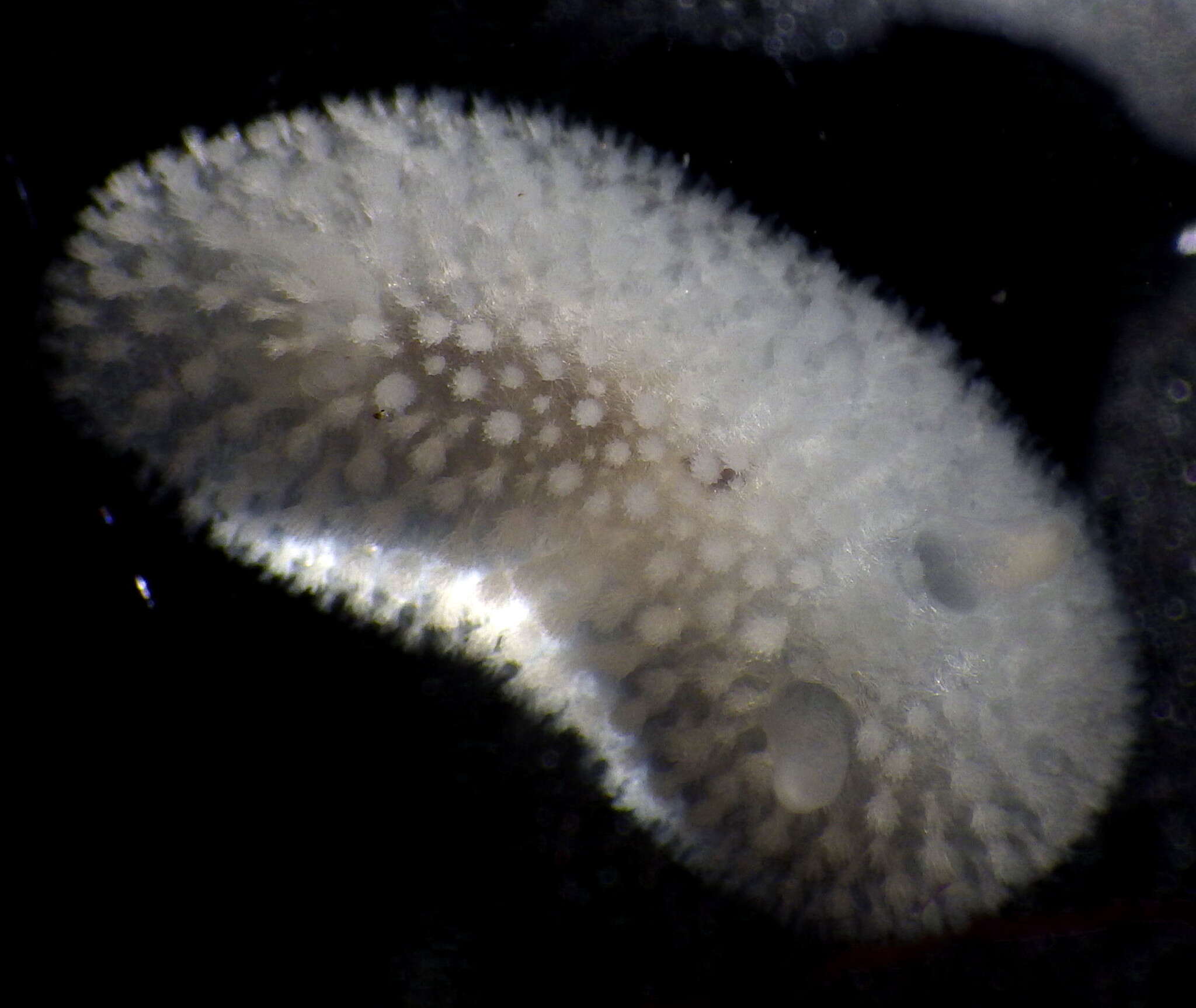 Image of Onchidoris evincta (Millen 2006)