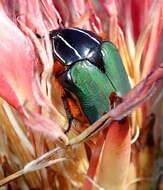 Imagem de Trichostetha fascicularis (Linnaeus 1767)