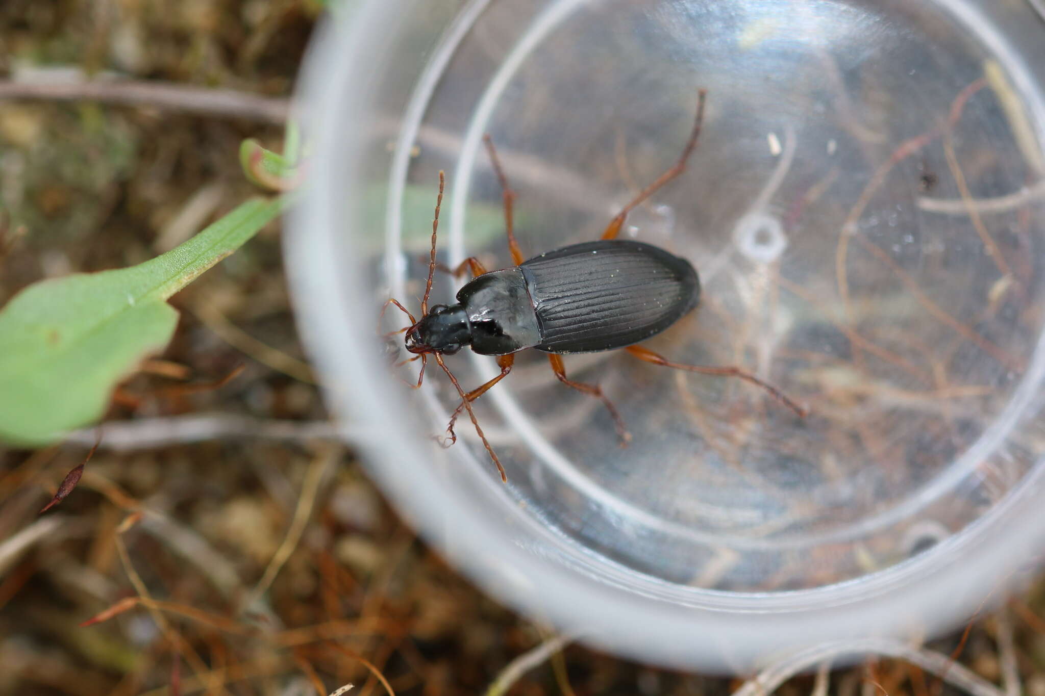 Image de Calathus (Neocalathus) erratus (C. R. Sahlberg 1827)