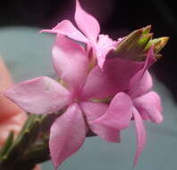 Image of Acmadenia latifolia I. Williams