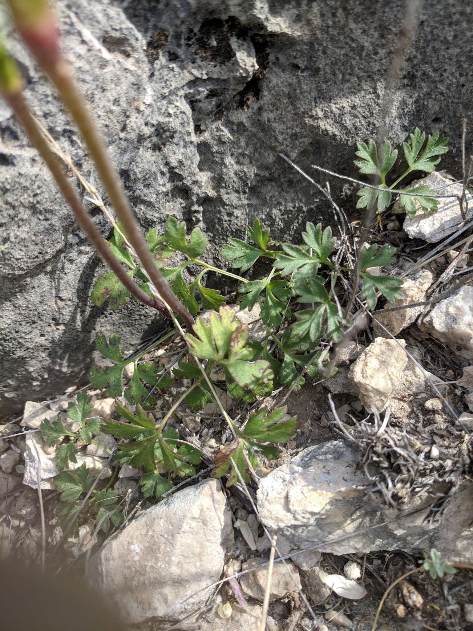 Image of tuber anemone