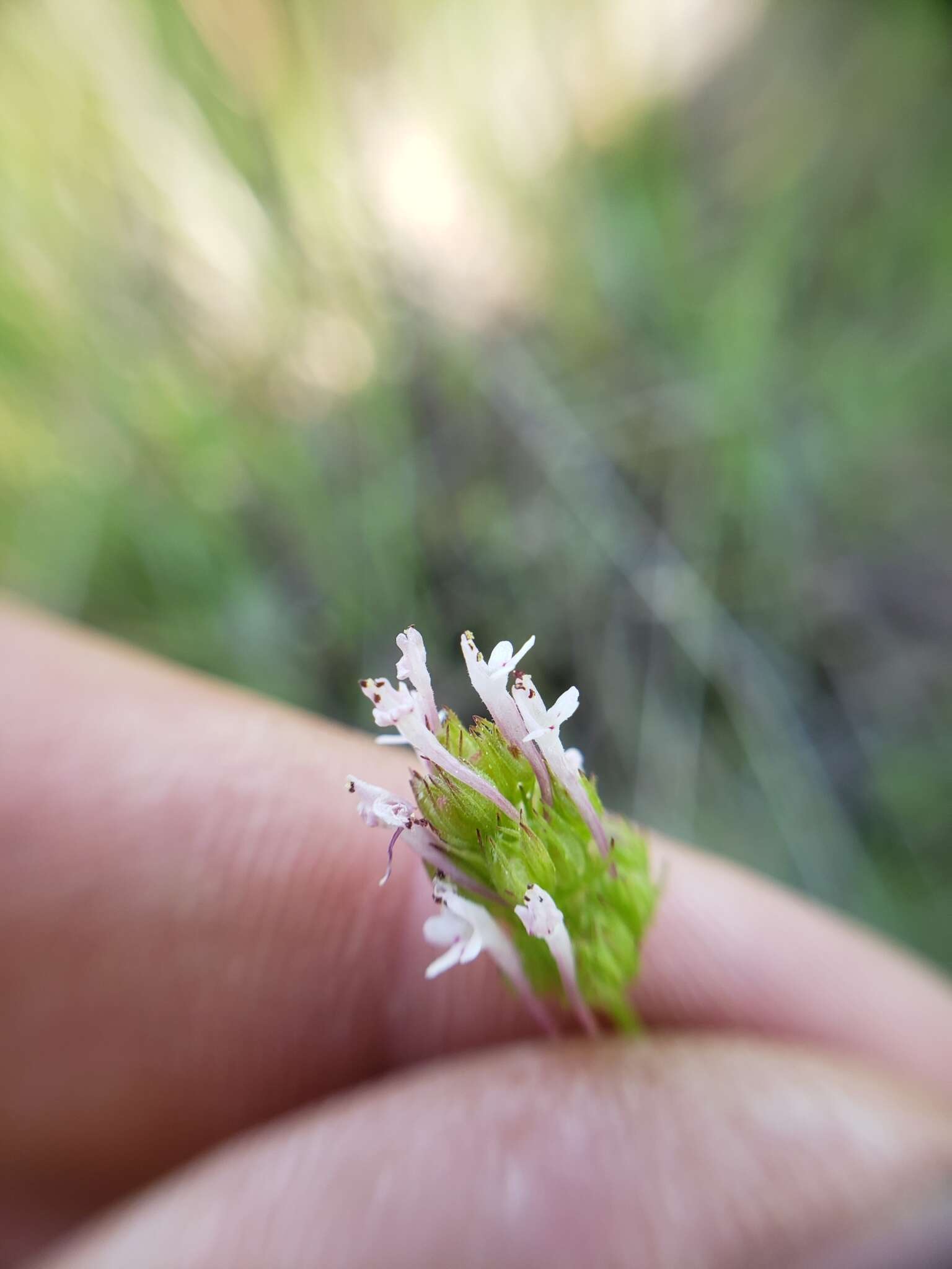 Plancia ëd Valeriana ciliosa (Greene) Byng & Christenh.